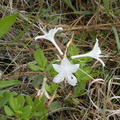 cute native azalea